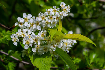 Bird cherry in bloom, spring nature background. White flowers on green branches. Prunus padus, known as hackberry, hagberry, or Mayday tree, is a flowering plant in the rose family Rosaceae - obrazy, fototapety, plakaty