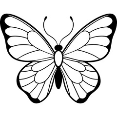     Butterfly vector illustration.
