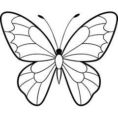     Butterfly vector illustration with line art..
