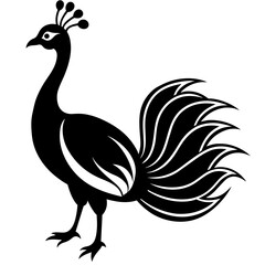 black and white peacock