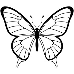     Butterfly vector illustration with line art..
