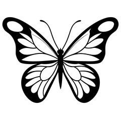 Butterfly vector illustration with line art..
