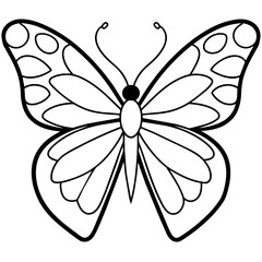     Butterfly vector illustration with line art..
