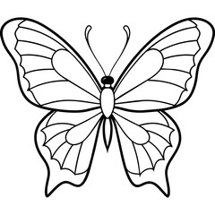     Butterfly vector illustration with line art..
