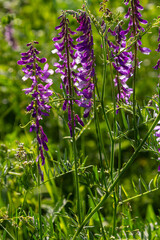 Vetch, vicia cracca valuable honey plant, fodder, and medicinal plant. Fragile purple flowers background. Woolly or Fodder Vetch blossom in spring garden