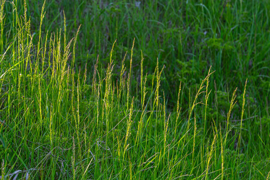 Lolium perenne or perennial ryegrass