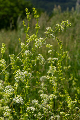 Beautiful blooming white bedstraw in June, galium album