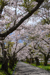 桜咲く清川陣屋