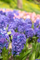 Glade of blooming blue hyacinths in the city park, blurred foreground. Vertical photo