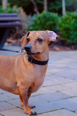 Brown Dachshund Dog Standing on Top of Sidewalk - 781314720