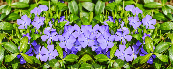 Vinca (Latin: vincire "to bind, fetter") is a genus of flowering plants in the family Apocynaceae, native to Europe, northwest Africa and southwest Asia.