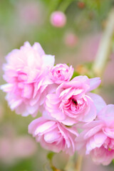 Blooming Sakura Pink Flowers in a Cluster