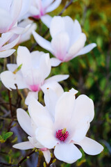 White Magnolia Flowers Blooming on a Tree With Green Leaves