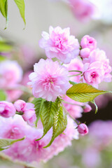 Cluster of Pink Sakura Flowers With Green Leaves - 781316593