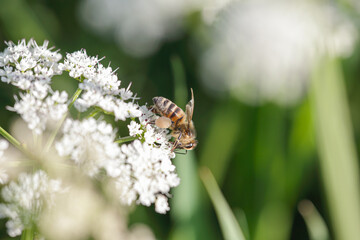 European bee sucking pollen and nectar - 781316704