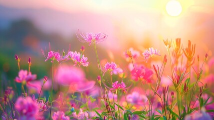 Fototapeta premium Field of wildflowers bathed in sunlight