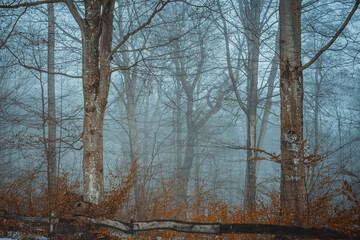 Winter fog in the forrest