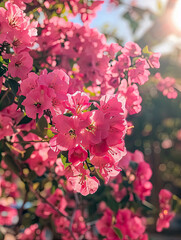 Fototapeta premium portrait pink cherry blossom
