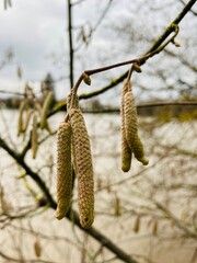 birch catkins in spring