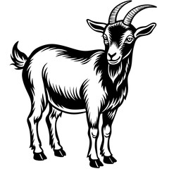 black and white goat