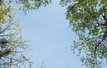 Blue sky framed by green trees. View from the bottom of the treetops.