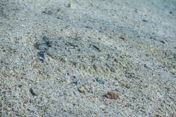 perfect camouflaged pather flounder lying at the seabed during diving in egypt