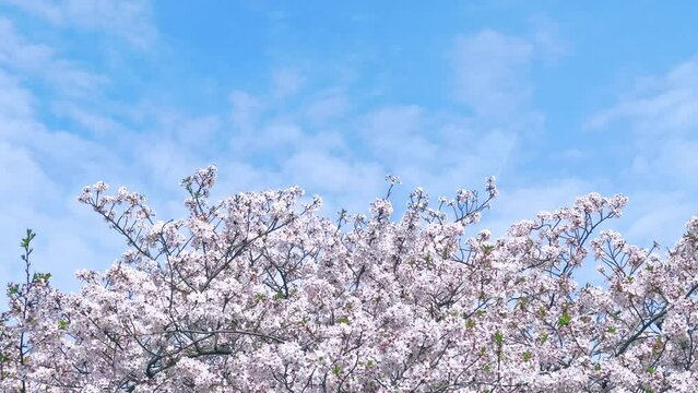 A cherry tree fully bloomed with some petals flowing in the wind and the jet contrail in the blue sky. A spring scene of cherry blossoms in Japan.