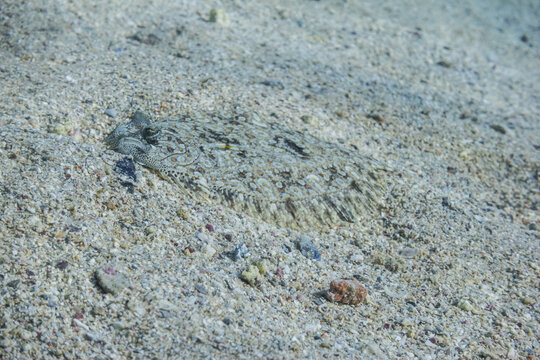 perfect camouflaged pather flounder lying at the seabed during diving in egypt