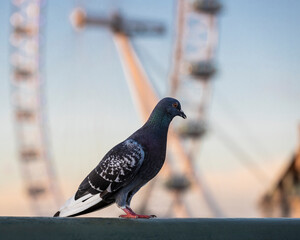 pigeon in the city. London eye