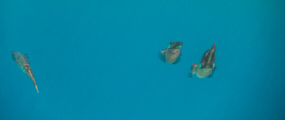 Fototapeta na wymiar three bigfin reef squid hovering in blue water and looking to the camera panorama