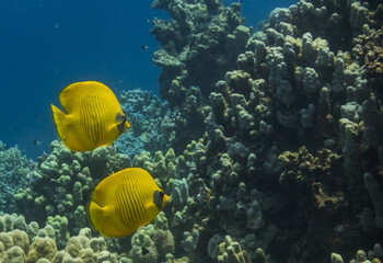 two bluecheek butterflyfish swimming at a coral reef during diving