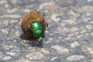 Green chafer beetle