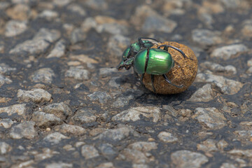 Green chafer beetle