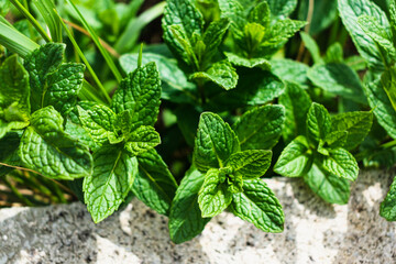 Mint in a garden, wonderful aromatic plant for the kitchen, mentha spicata