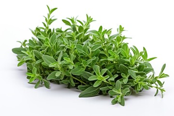 Fresh green thyme bunch isolated on white background