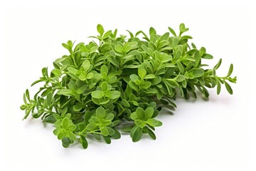 Obraz premium Fresh green thyme bunch isolated on white background