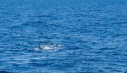 Whale watching sightseeing trip from a boat in the mediterranean sea
