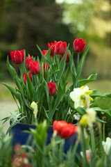 red tulips in the garden	