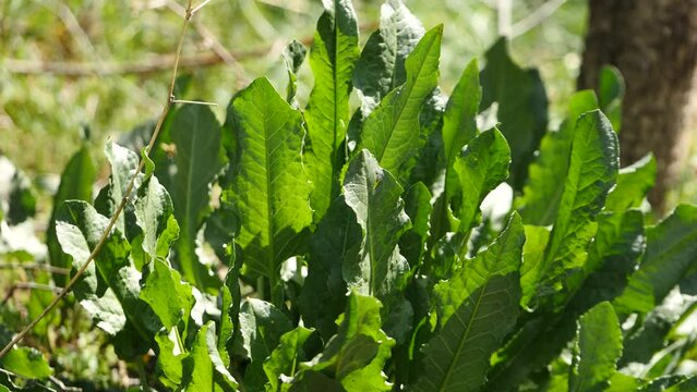 Rumex obtusifolius plant, Rumex obtusifolius, which grows naturally in nature and is medicinally useful.
