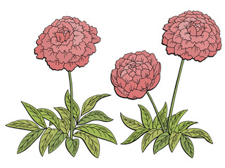 Peony flower graphic color isolated sketch illustration vector