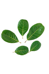 leaves of cashew nut with bouquetisolated on white background
