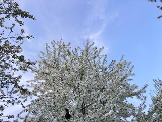 blossoming apple tree, nature background, wallpapper

