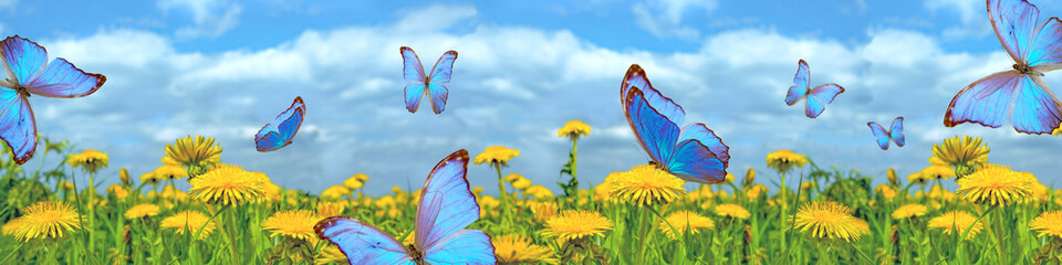 field of yellow dandelions with flying blue butterflies against a blue sky