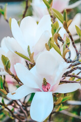 Close Up of White Magnolia Flower on Tree - 781326527