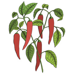 Chilli pepper graphic bush color isolated sketch illustration vector 