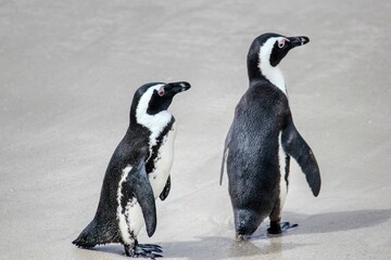 Penguins waddle gracefully on icy shores, their tuxedo-like plumage contrasting against the stark.