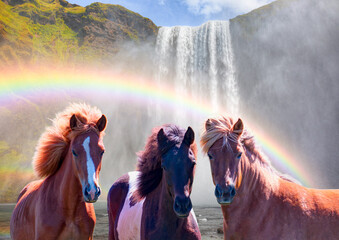 Amazing Skogafoss waterfall in Iceland - The Icelandic red horse is a breed of horse developed -...
