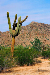 San Tan Mountains Sonora Desert Arizona On Film - 781329932