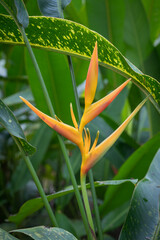 Celebrating the radiant allure of a Heliconia flower, ablaze with a vivid orange glow, a testament...
