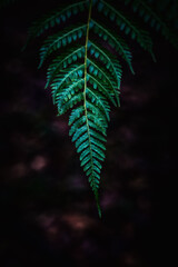 A dark, forest mood prevails in this image, with a fern leaf in focus against a blurred, shadowy...